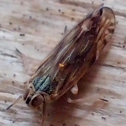 Myndus musivus